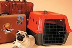 Flying Pet - Assessoria de Viagem Pet Internacional